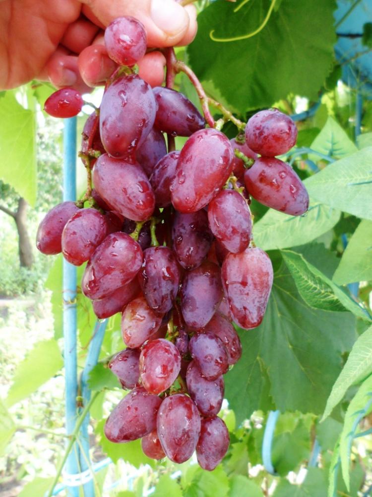 Аметист Новочеркасский
